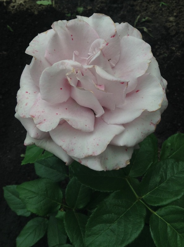 'Gillian & Andrew's Garden'  photo