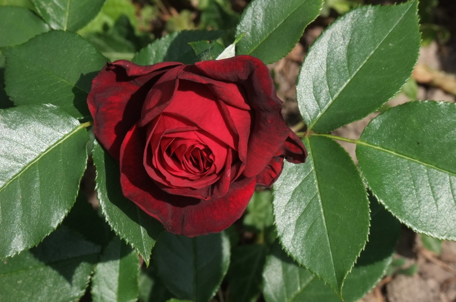 'Admiral ®' Rose