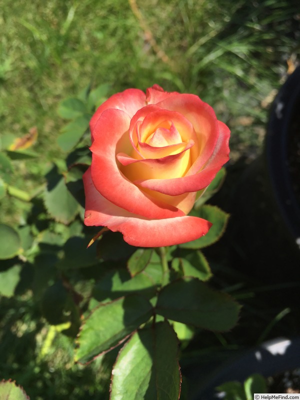'Call Me Beautiful' rose photo