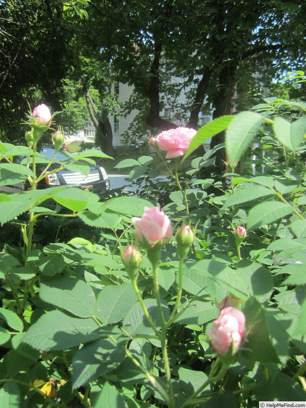 'Queen of Denmark (Alba, Booth, 1816)' rose photo