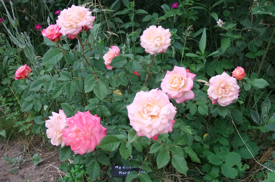 'My Gillet Rose' rose photo