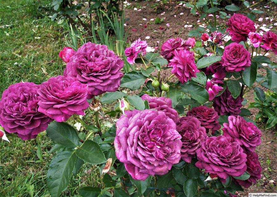 'Ebb Tide ™ (floribunda, Carruth 2001)' rose photo