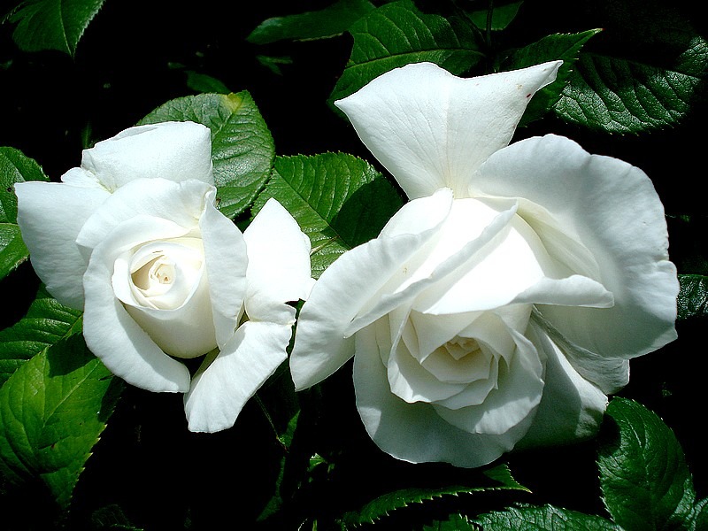 'Annapurna (hybrid tea, Dorieux 2000)' rose photo