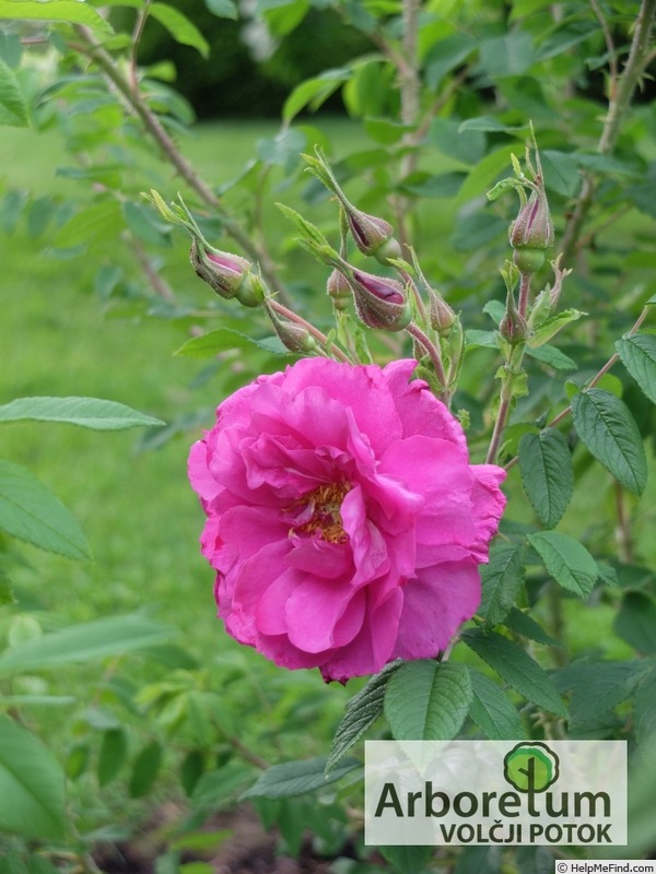 'Tsaritsa Severa' rose photo