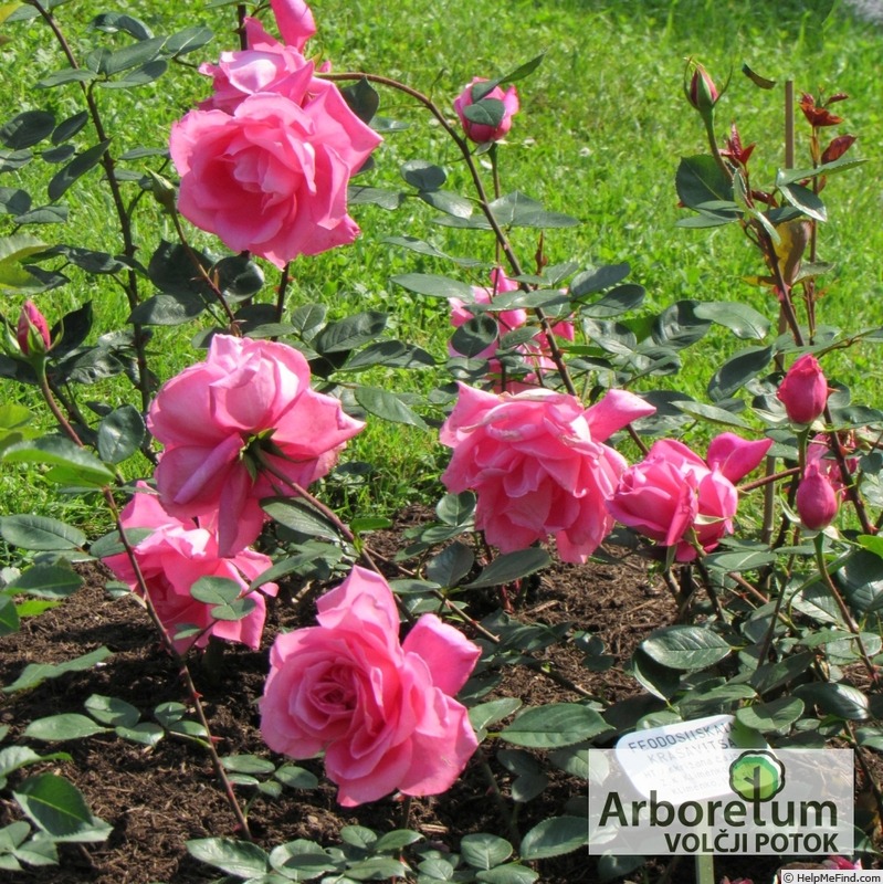 'Феодосийская Красавица' rose photo