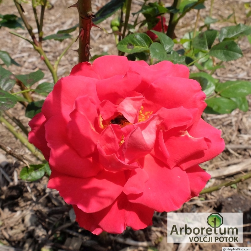 'Херсонес' rose photo