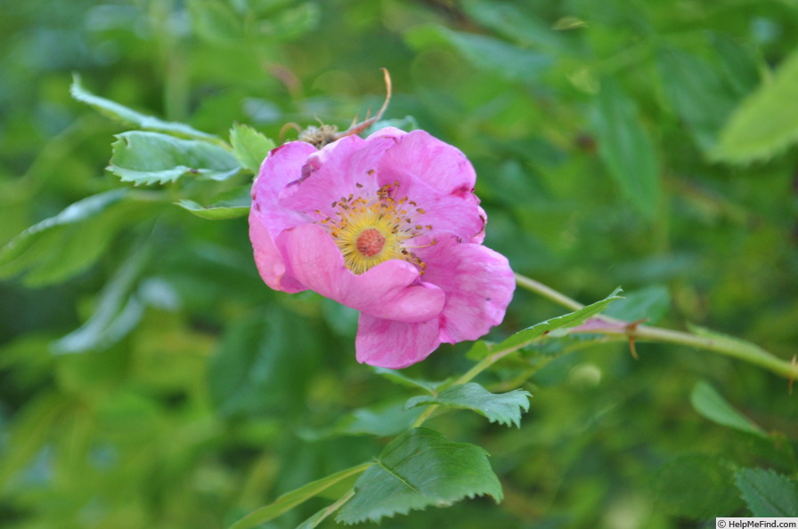 '<i>Rosa canina</i> 'Abbotswood'' rose photo
