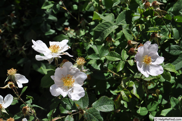 'Blanche Simple' rose photo