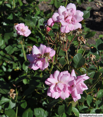 'Kallevalla' rose photo
