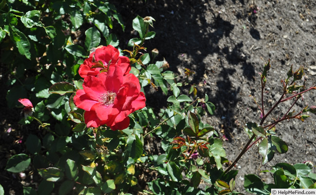 'Andenken an Franz Heinsohn' rose photo