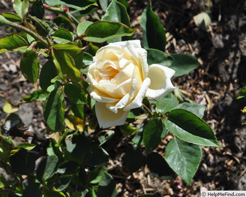 'Fru Johanne Poulsen' rose photo