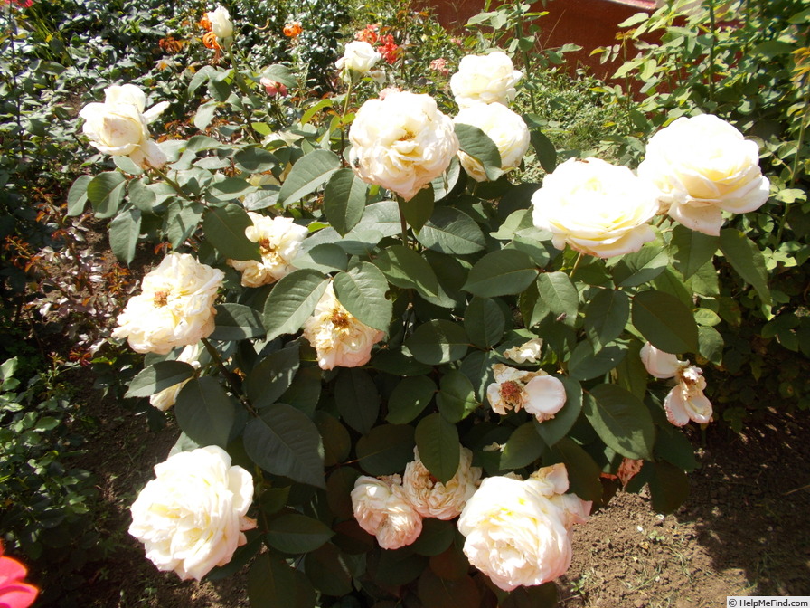 'Jeanne Moreau ® (hybrid tea, Meilland before 2000)' rose photo