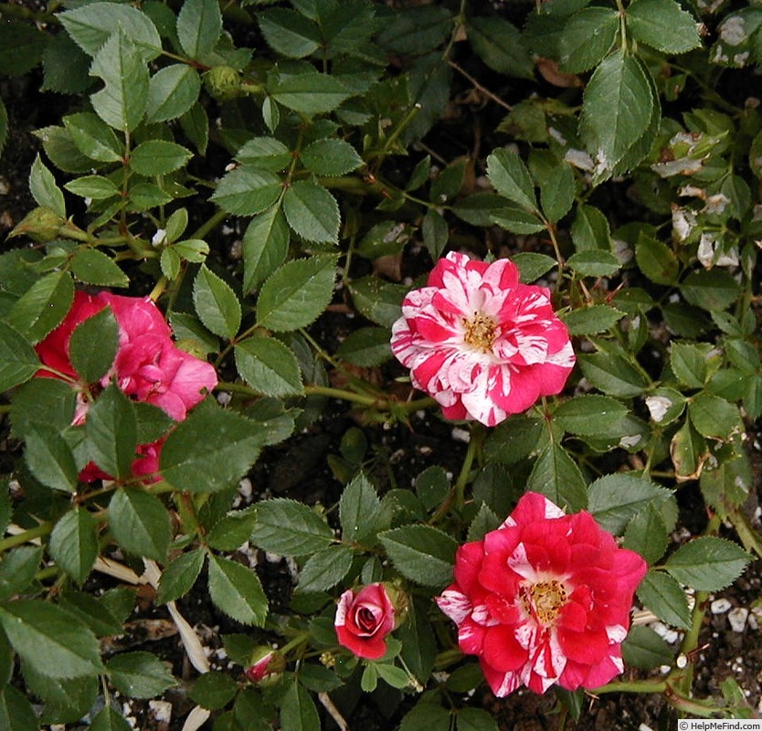 'Pinstripe ™ (Miniature, Moore, 1985)' rose photo