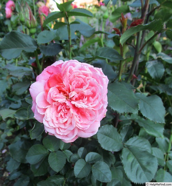 'Séduction Picarde®.' rose photo