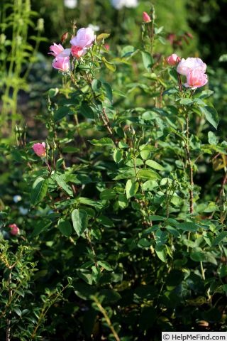 'Bass Tone' rose photo