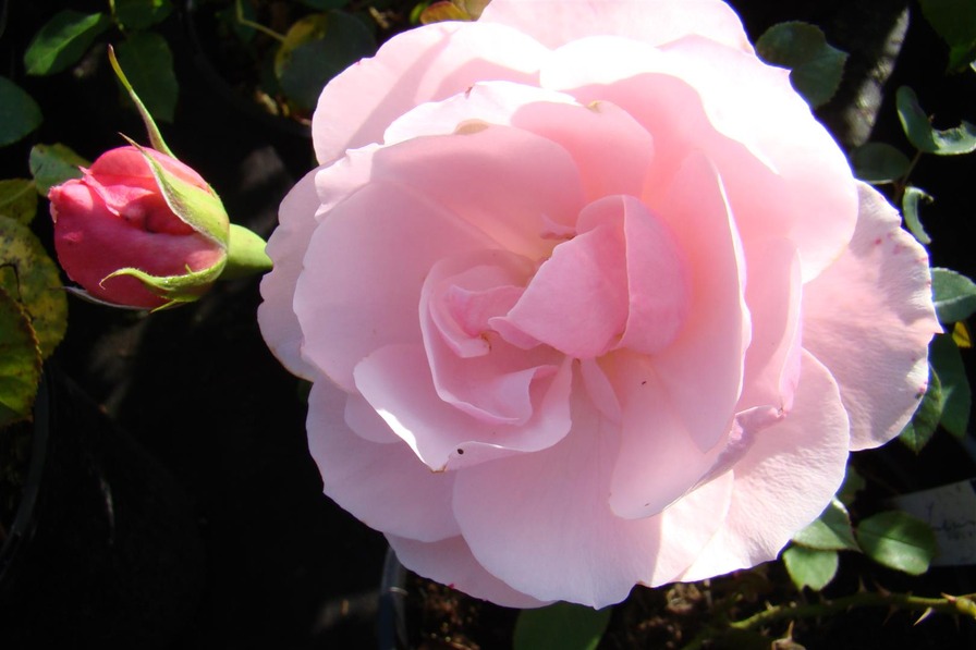 'Louise Pommery' rose photo