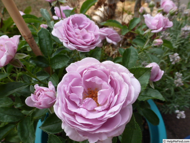 'Nautica ® (floribunda, Kordes, 2005)' rose photo