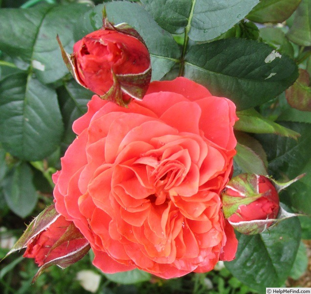 'Eclat de Corail' rose photo
