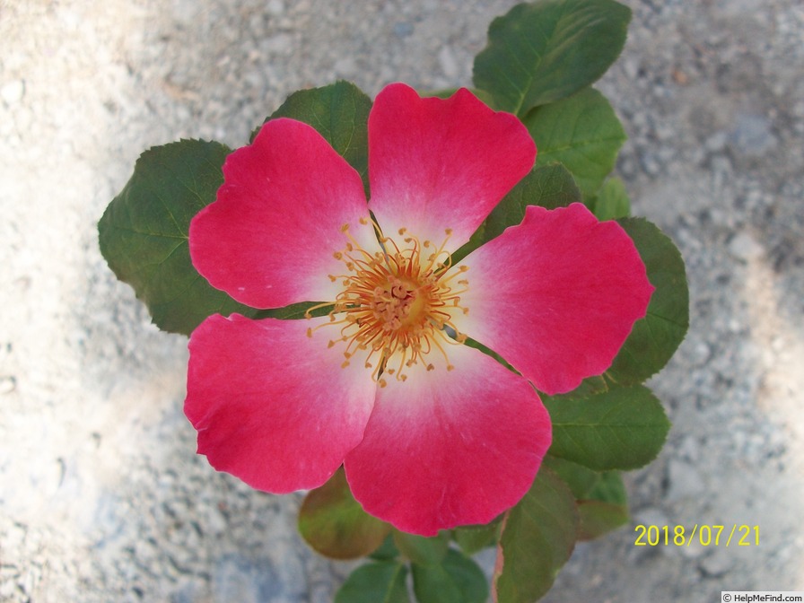 'Sweet Obsession' rose photo