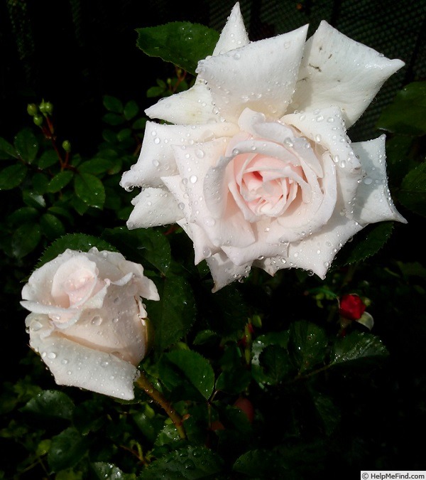 'Beatrix Potter' rose photo
