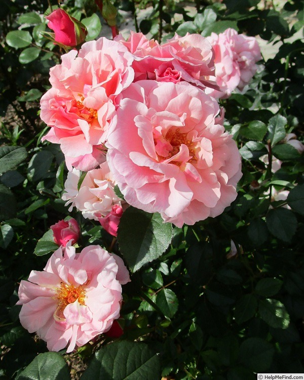 'Festive Jewel' rose photo