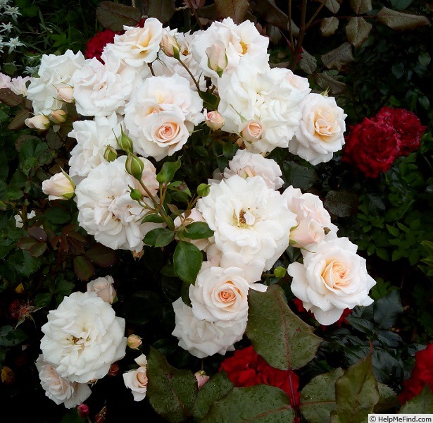 'Queen's Palace' Rose