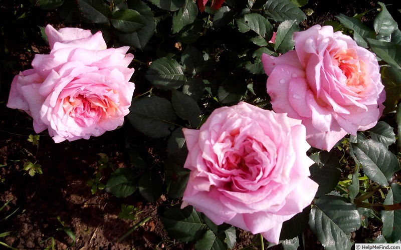 'Lamartine à Tresserve®' rose photo