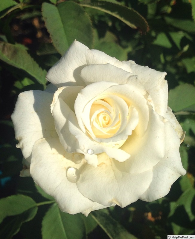 'Pope John Paul II ™ (Hybrid Tea, Zary, 2006)' rose photo