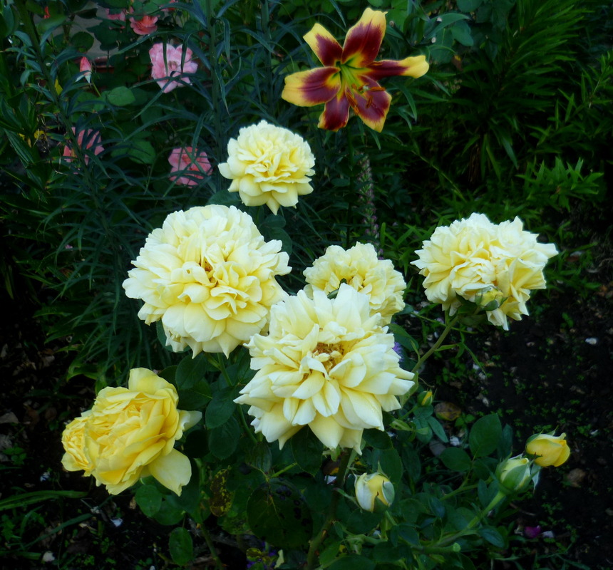 'Jardin de Carmen'  photo