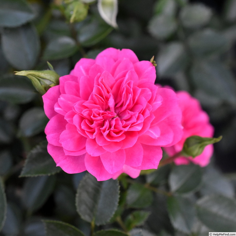 'Knirps ®' rose photo