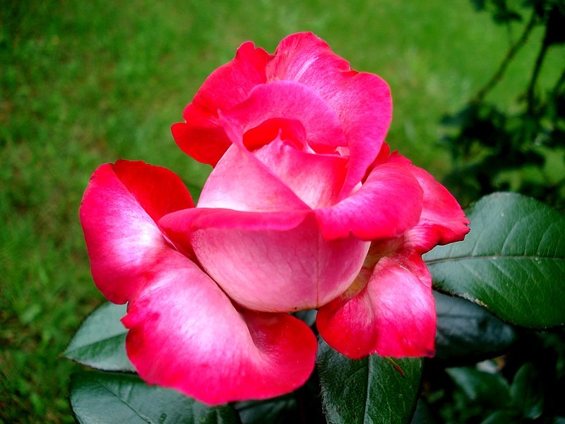 'Pascal Sevran ®' rose photo