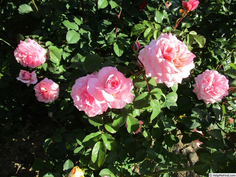 'Eeuwige Passie' rose photo