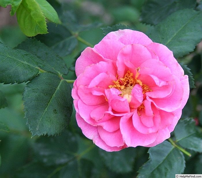 'Virginian Curly Pink' rose photo
