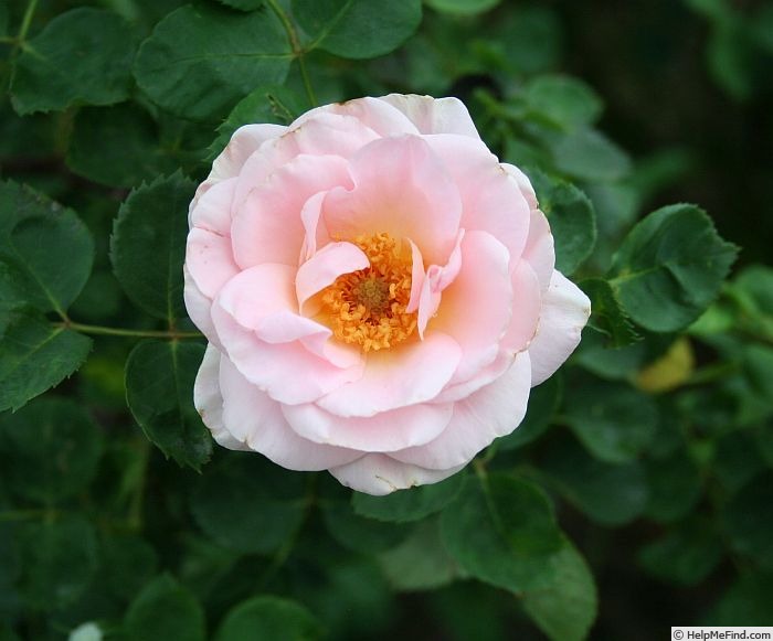'Virginian Soft Pink' rose photo