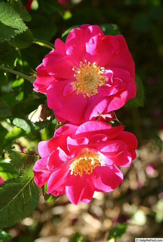 'Virginia Ruby' rose photo