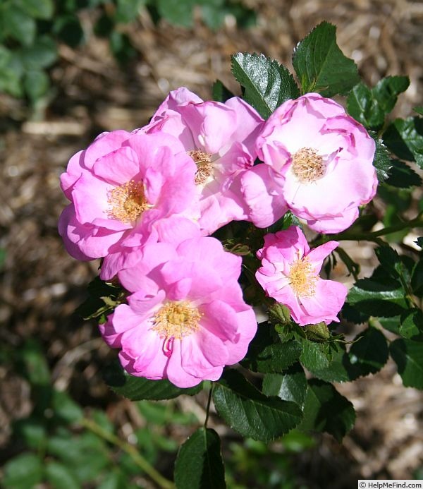 'Virginia Pink Ice' rose photo