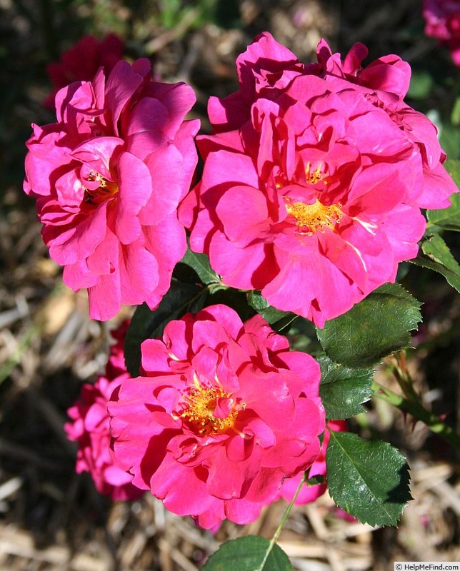 'Virginian Valko' rose photo