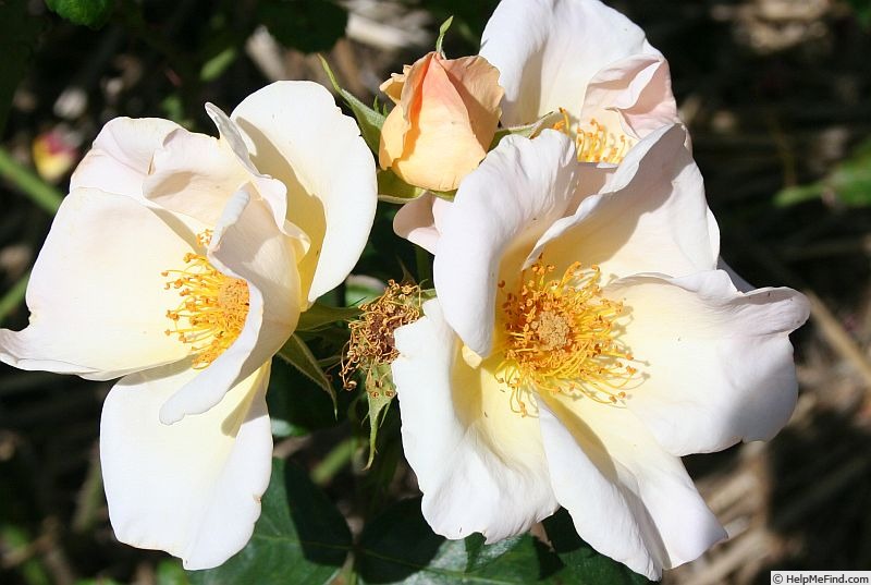 'Virginian Buff Yellow' rose photo