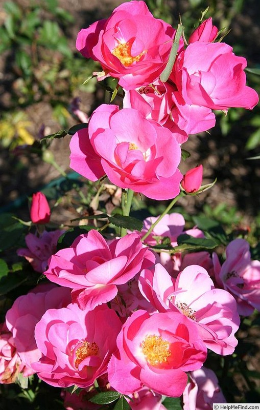 'Virginian Whiz' rose photo