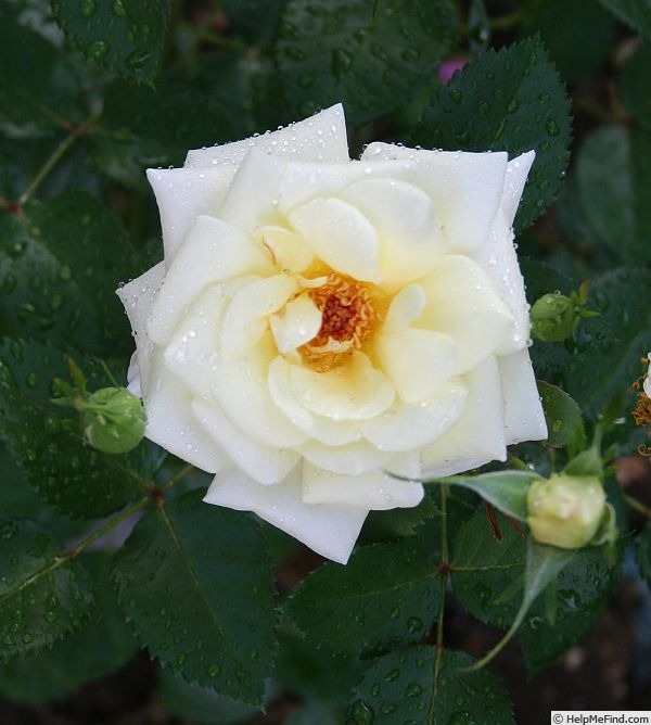 'Virginian  Lemon Pie' rose photo