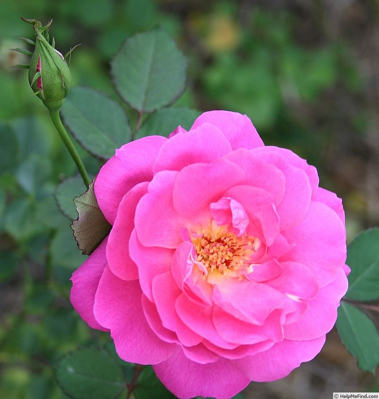 'Virginian Pink Baroness' rose photo