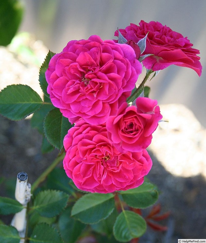 'Virginian Wenda Pink Ruffles' rose photo