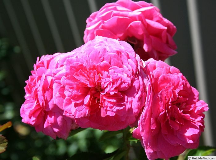 'Virginian Wenda Pink Pom Pom' rose photo