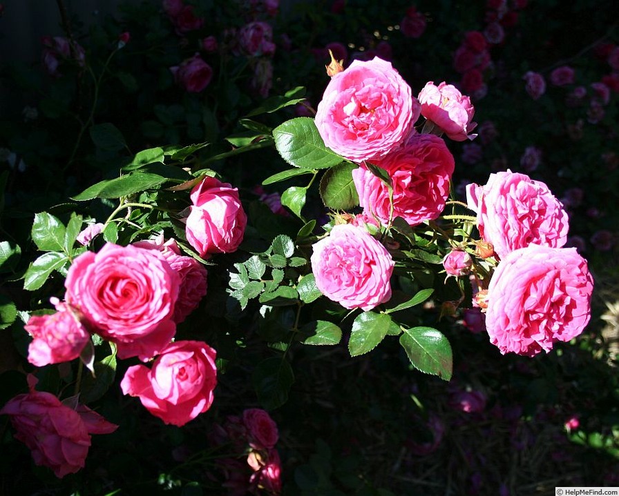 'Virginian Wenda Classic Pink' rose photo