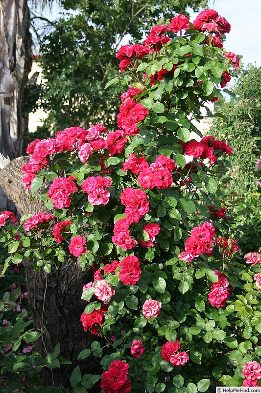 'Virginian Wenda Red Ruffles' rose photo