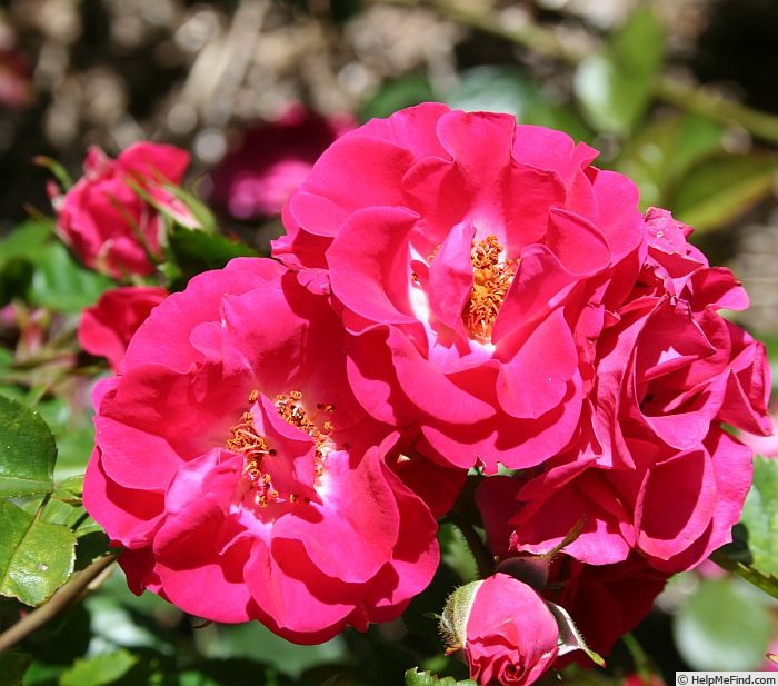 'Virginian Wenda Red Ruffles' rose photo