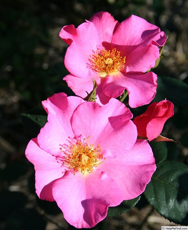 'Virginian Single Pink' rose photo
