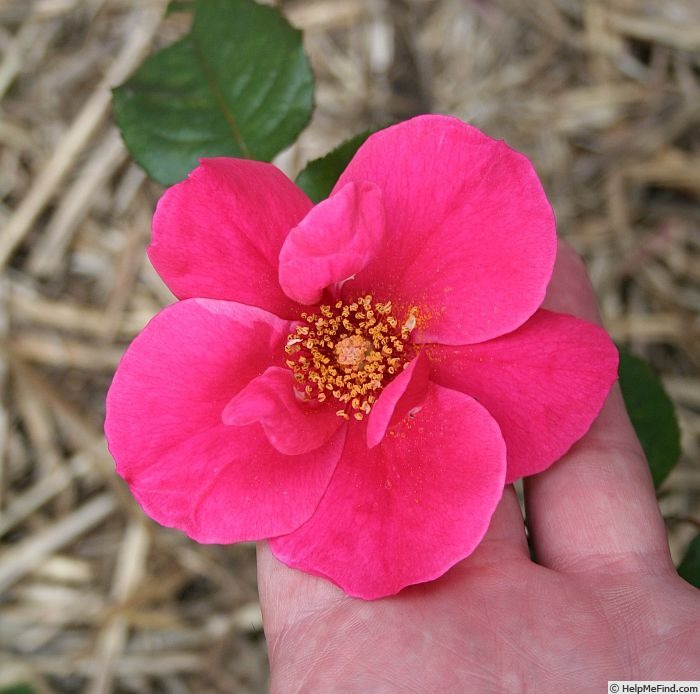 'Virginian Red Single' rose photo