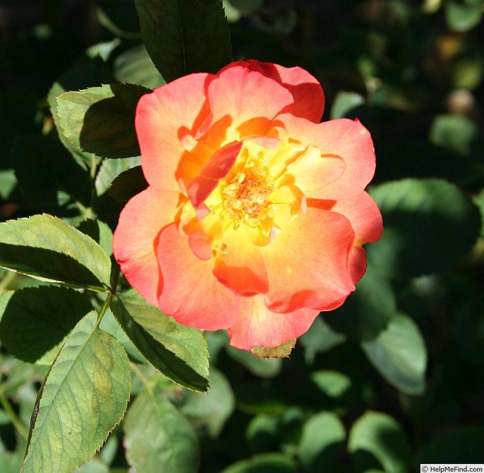 'Virginian Orange Bicolour' rose photo