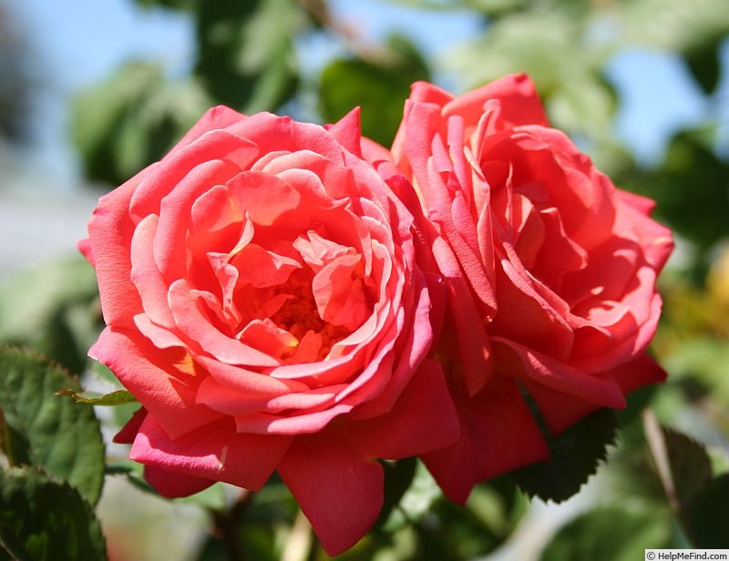 'Virginian Orange Crush' rose photo